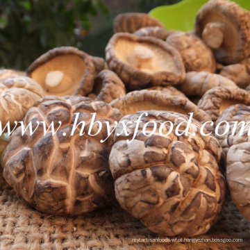 Cogumelo De Madeira De Imitação De Flores Secas